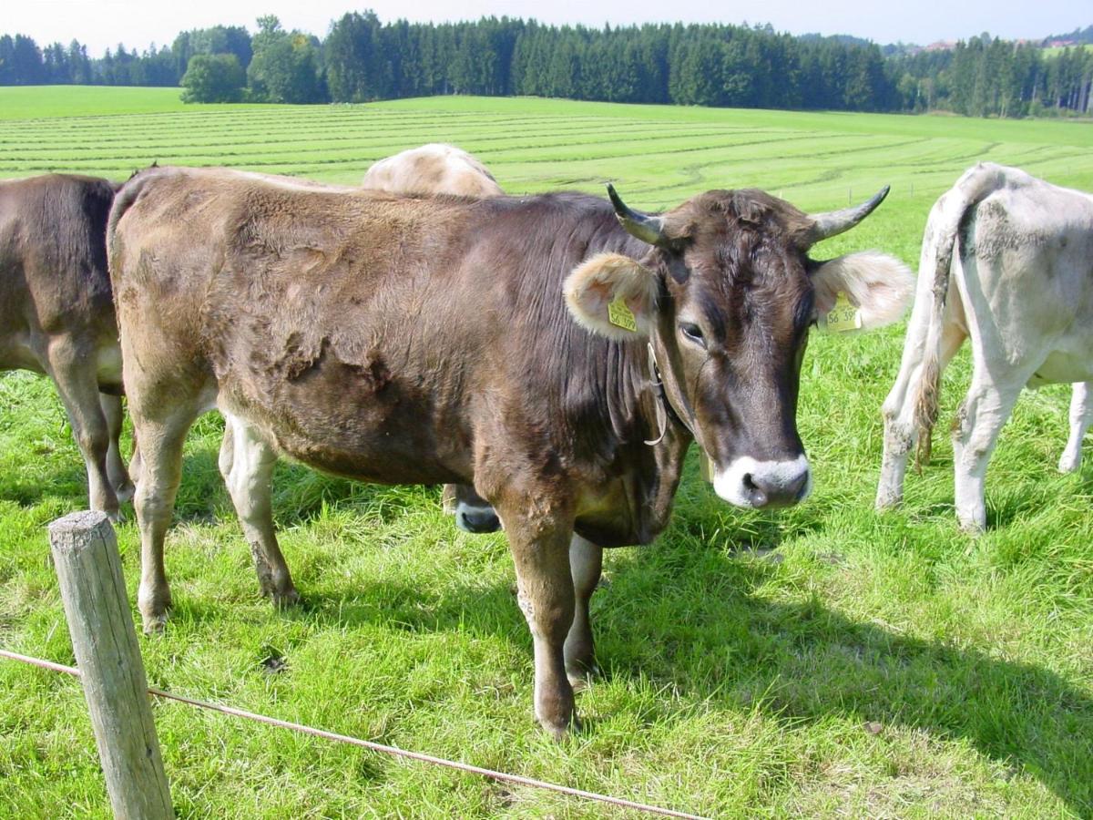 Heimenkirch Andreashof 빌라 외부 사진